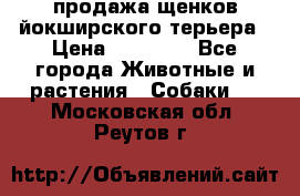 продажа щенков йокширского терьера › Цена ­ 25 000 - Все города Животные и растения » Собаки   . Московская обл.,Реутов г.